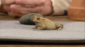 Video thumbnail: The Family Plot Frogs & Toads, and Songbirds as Pests