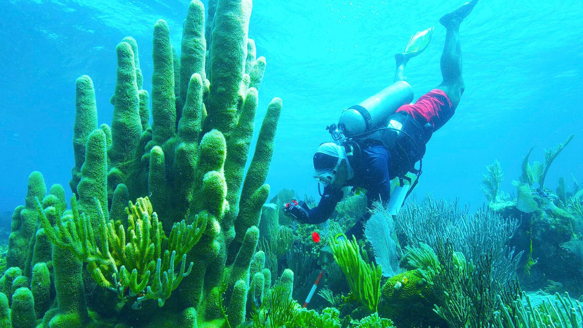 Nature Treasure Of The Caribbean Twin Cities PBS