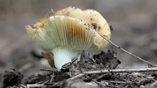 Mushrooms in the Landscape & Storm-Damaged Trees