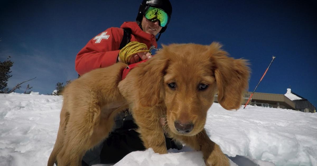 Avalanche Dogs: Colorado's Unsung Heroes
