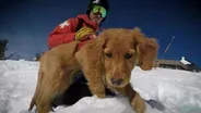 Avalanche Dogs