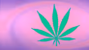 Will Cannabis Become the Next Craft Beer?