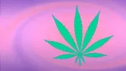 Will Cannabis Become the Next Craft Beer?