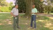 How Trees Work & The Worst Weeds