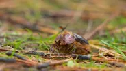 A Surprising New Wildlife Discovery in the Columbia Gorge