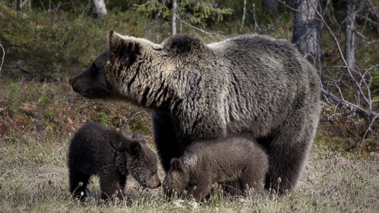 Discover the history and tenuous future of America’s most iconic wildlife species, the grizzly bear.