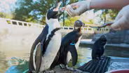 Penguins