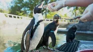 Penguins
