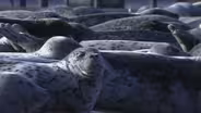 Seals and Sea Lions, Peregrin Falcons, Summer Lake