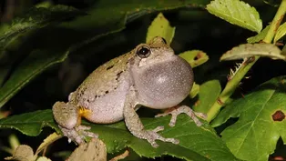 Wetlands of Wonder: The Hidden World of Vernal Pools