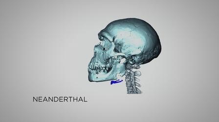 Video thumbnail: Neanderthal Neanderthal Vocalization