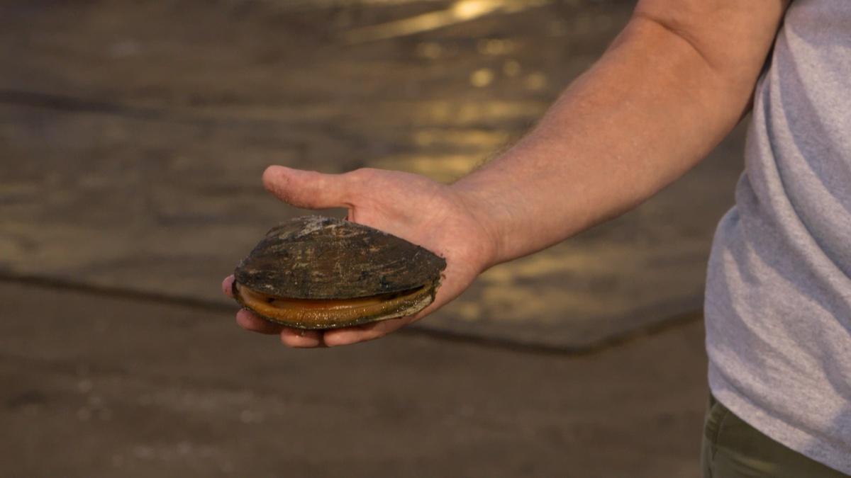 Climate change threatens clam fishing industry in NJ NJ Spotlight