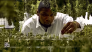 Why legal marijuana industry now struggles with diversity