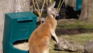 Kangaroos