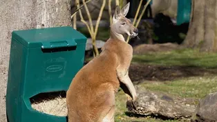 Kangaroos