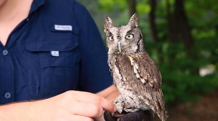 Video thumbnail: North Carolina Weekend Sylvan Heights Bird Park 15th Anniversary
