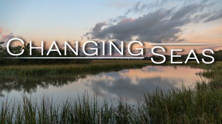 Video thumbnail: Changing Seas At the Water’s Edge: The Salt Marsh