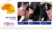06/12/2025 | Georgia, Wren and Whitney | Mark's Furry Friends Extra