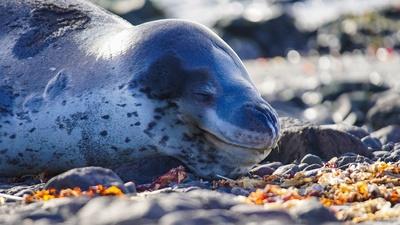 Antarctic Fur Seals vs. Leopard Seals