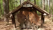 Clemmons Educational State Forest
