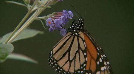 Video thumbnail: NC Weekend All-A-Flutter Butterfly Park