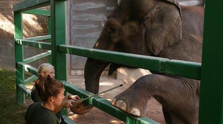 Video thumbnail: SciTech Now Training Animal Behavior