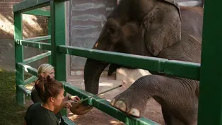 Training Animal Behavior