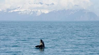 Meet the Orca Team of Wild Alaska Live