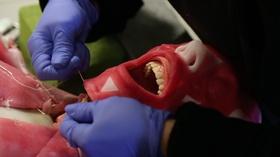 Video thumbnail: SciTech Now North Carolina First Down Line, Artificial Cadavers and Rattlesnakes