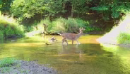 Deer Hunting, Deer Camp, Conservation group, Bragging Board | Michigan Out of Doors