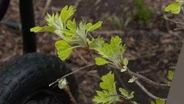 Tick Prevention & Campus Plant Sale