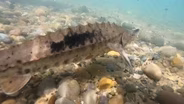 Bluegill fishing, Sturgeon festival, Tick awareness | Michigan Out of Doors
