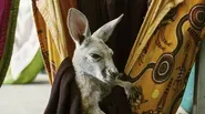 Kangaroo School