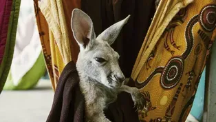 Kangaroo School