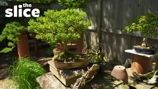 A Quick Story - Bonsai Helps Youth