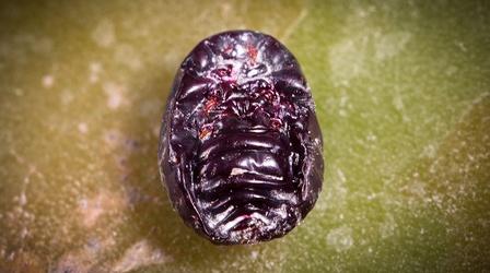 Video thumbnail: Deep Look Meet the Bug You Didn't Know You Were Eating