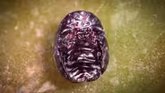 Meet the Bug You Didn't Know You Were Eating