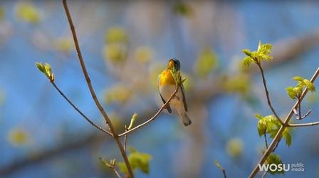Video thumbnail: QED With Dr. B Bird-Friendly Coffee
