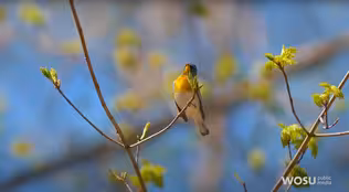 Bird-Friendly Coffee