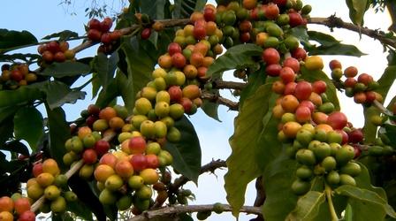 Video thumbnail: Insights on PBS Hawaiʻi 2/24/22 Hawaii's Coffee Industry