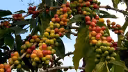 2/24/22 Hawaii's Coffee Industry