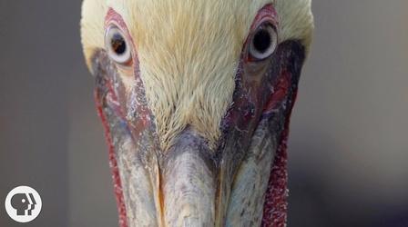 Video thumbnail: Deep Look How Do Pelicans Survive Their Death-Defying Dives?