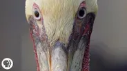 How Do Pelicans Survive Their Death-Defying Dives?