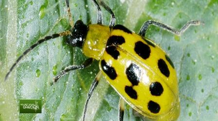 Video thumbnail: You Bet Your Garden You Bet Your Garden Ep: 136 Squash Bugs