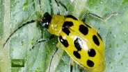 You Bet Your Garden Ep: 136 Squash Bugs