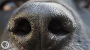 How Your Dog's Nose Knows So Much