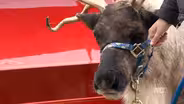 Kentucky Reindeer Farm