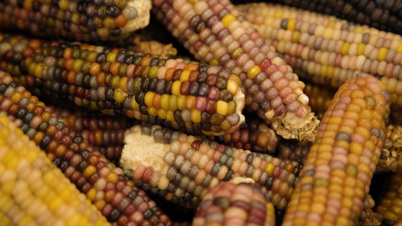 Corn in Arizona