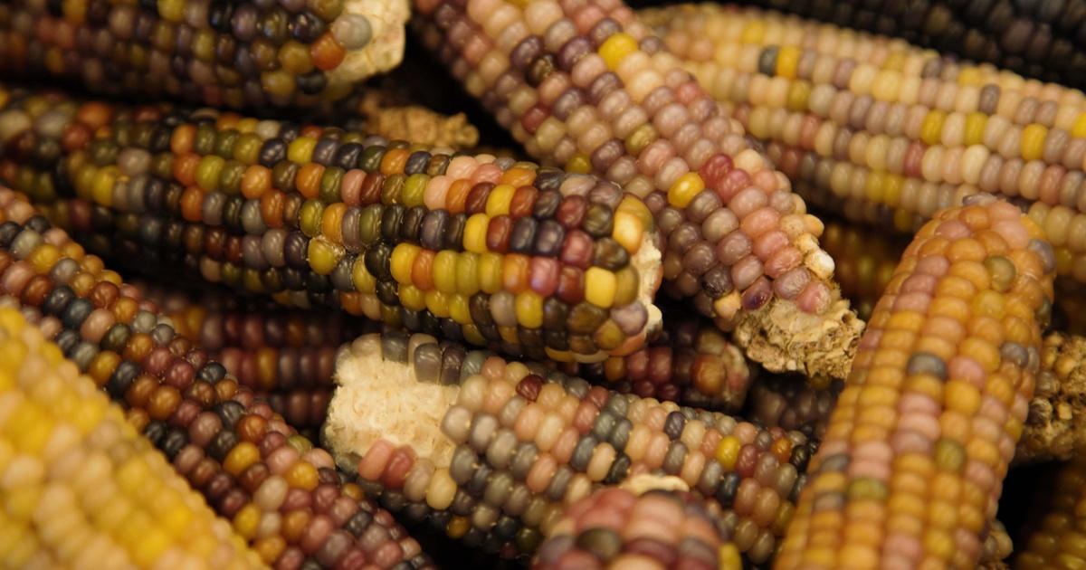 America the Bountiful | Corn in Arizona | Episode 108 | PBS