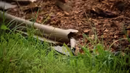 Cardboard for suppressing weeds
